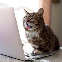  Lil Bub may become the first Script Kitty 